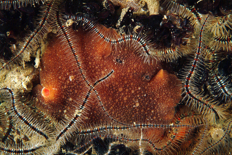 Archidoris pseudoargus